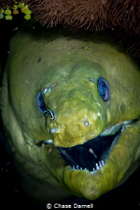 "Clean Green"
A Green Moray gets a little cleaning sessi... by Chase Darnell 